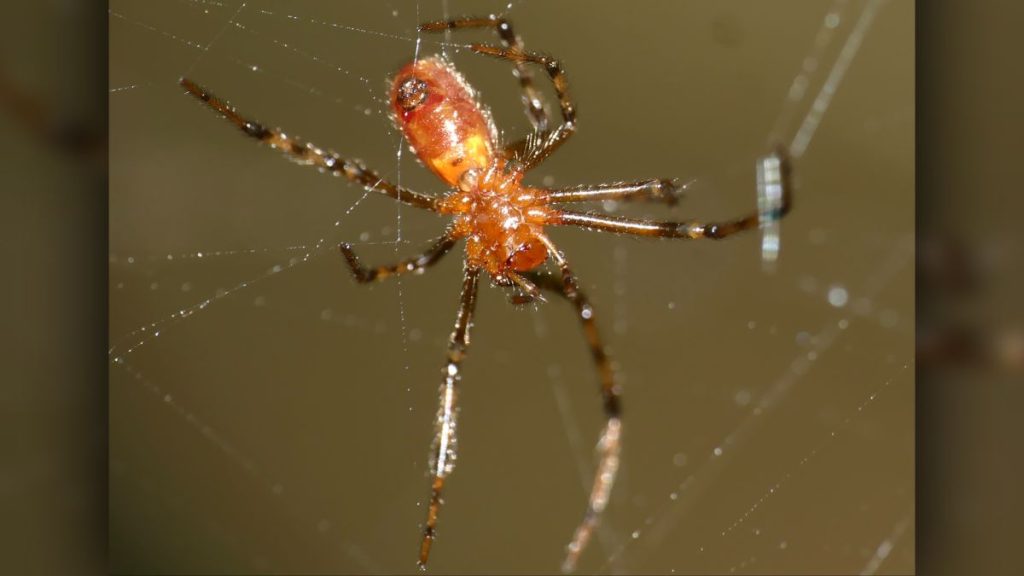 Spiders hunt hundreds of prey