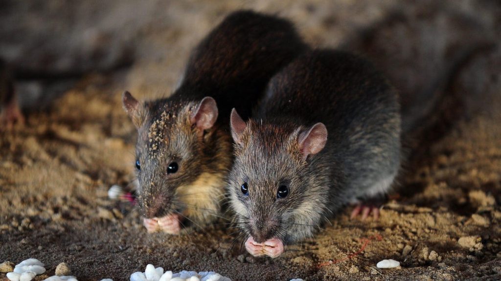 How gene editing could revive the extinct Christmas Island mouse