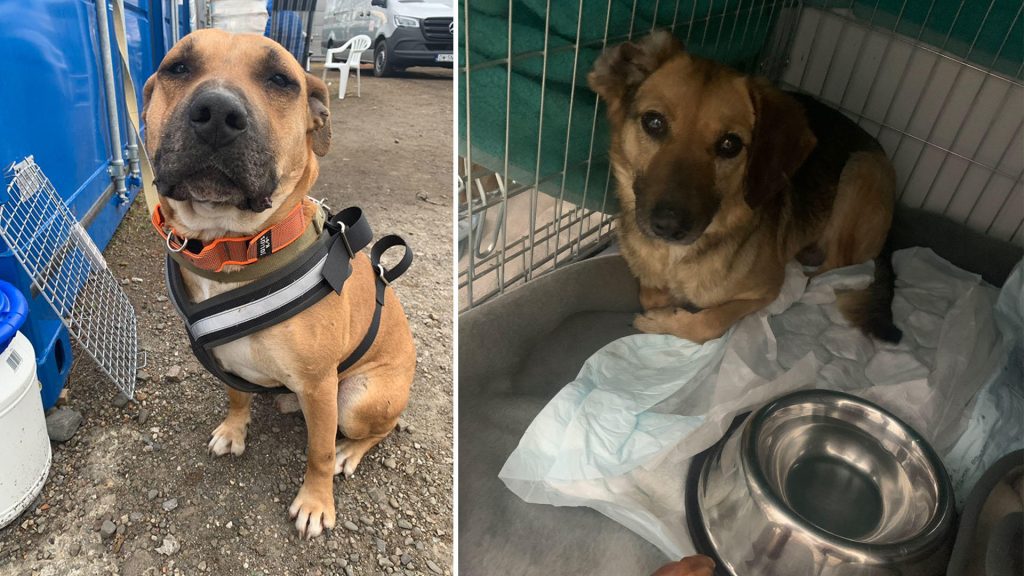 An animal charity says more than 100 shelter dogs who have survived starvation in war-torn Ukraine have moved away at Poland's border