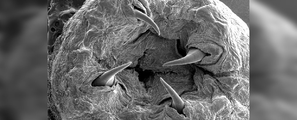 We finally know how the nightmare bloodworm grows fangs made of metal
