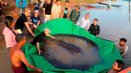 Researchers and officials are preparing to re-release giant freshwater fish into the Mekong River.