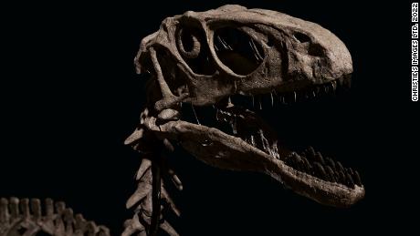 Dinosaur fossils inspired & # 39 ;  Jurassic Park & ​​# 39;  Sold for more than 12 million dollars