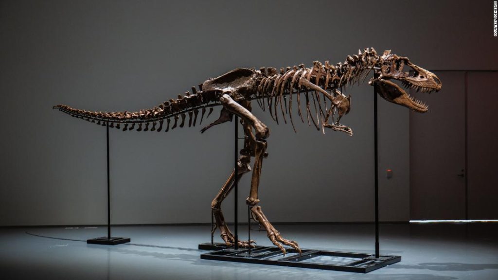 This Giant Gorgosaurus Fossil is Up for Auction