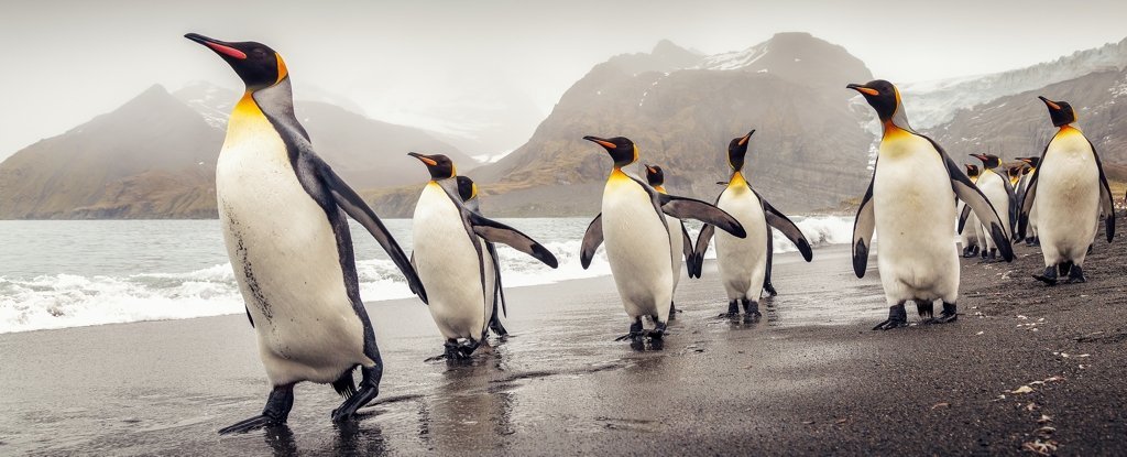 Scientists have analyzed the DNA of a penguin and found something very fascinating
