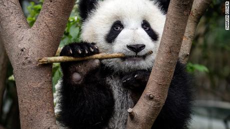 Pandas developed their most bewildering feature at least 6 million years ago 