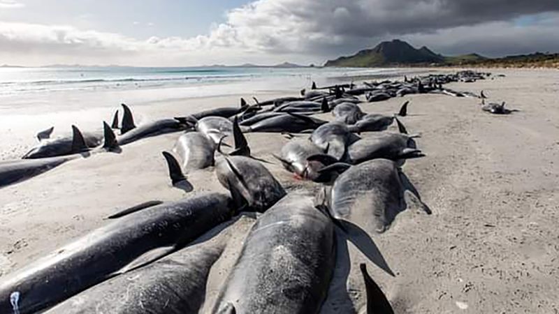 500 pilot whales die in mass strandings on New Zealand's remote Chatham Islands