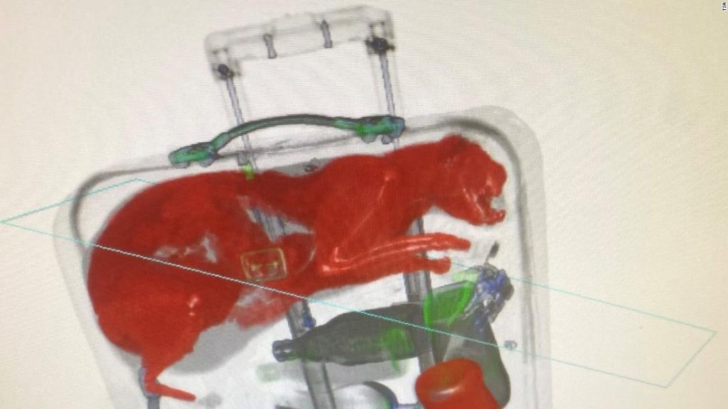 Airport staff finds a cat trapped in a suitcase