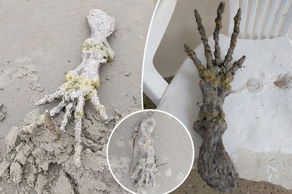 A shocked couple discovers an "alien hand" on the beach: "They look like ET's bones!"