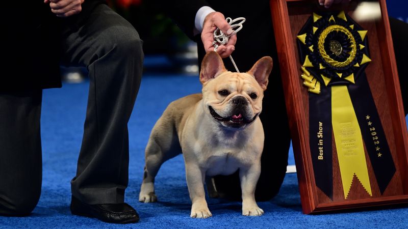 National Dog Show: The French Bulldog wins first prize